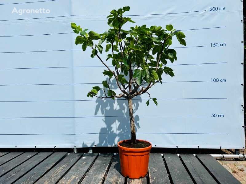 vijgenboom 160cm ornamental shrub